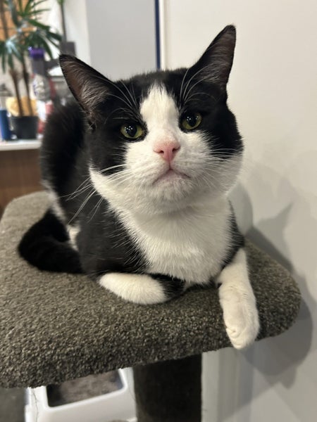 Meet Scout - Your Future Feline Rascal! Carousel 10