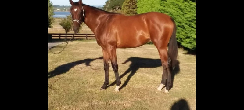 Stunning Unraced Thorougbred Stallions63616993447297111