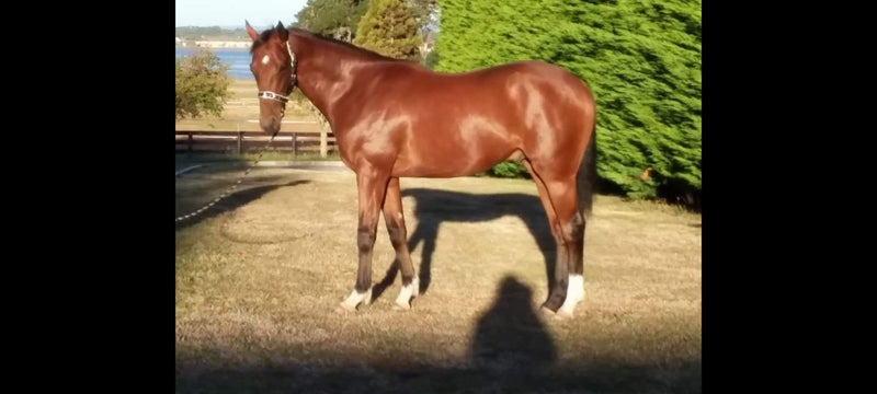 Stunning Unraced Thorougbred Stallions63616993447297112