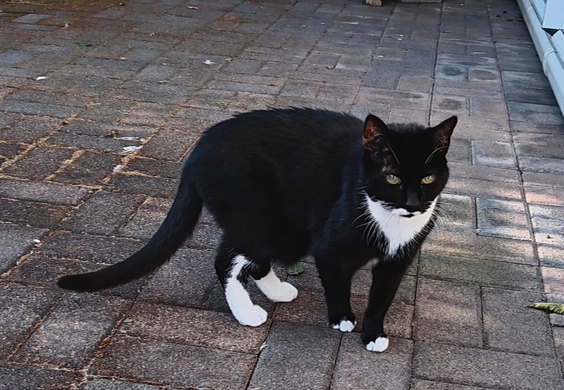 Two Beloved Elderly Cats Looking for Their New Forever Home Carousel 2