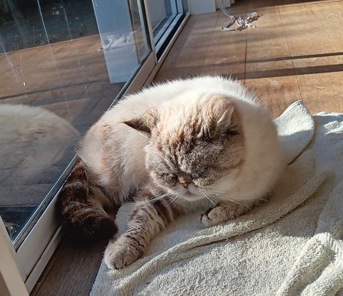 Two Beloved Elderly Cats Looking for Their New Forever Home Carousel 1