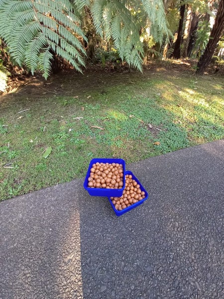 Macadamia nuts (natural in shell) Carousel 1