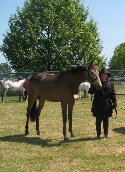 Stunning Buckskin Gelding63616998742275111