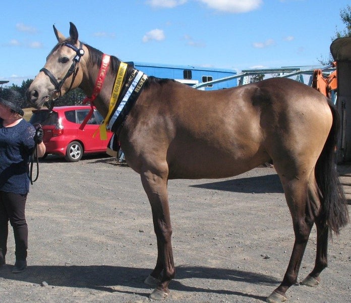 Stunning Buckskin Gelding63616998742275113