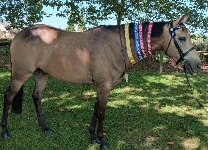 Stunning Buckskin Gelding63616998742275112