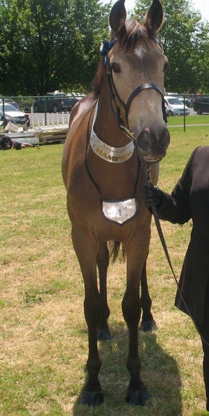 Stunning Buckskin Gelding63616998742275114