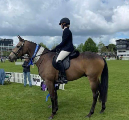Stunning Buckskin Gelding63616998742275110