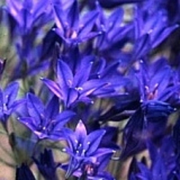 Brodiaea Queen Fabiola brilliant blue 3 bulbs potted in leaf Carousel 1