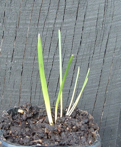Brodiaea Queen Fabiola brilliant blue 3 bulbs potted in leaf Carousel 2
