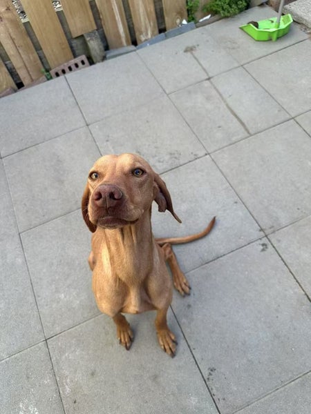 Rehoming Two Beautiful Dogs – Vizsla & Golden Retriever Carousel 1