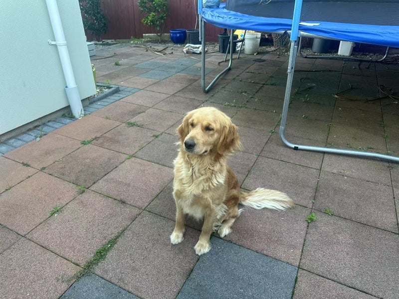 Rehoming Two Beautiful Dogs – Vizsla & Golden Retriever Carousel 4
