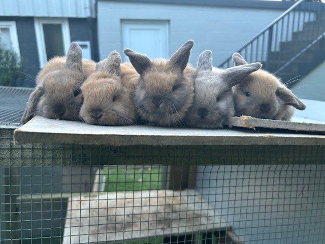purebred Baby minilop rabbits Carousel 1