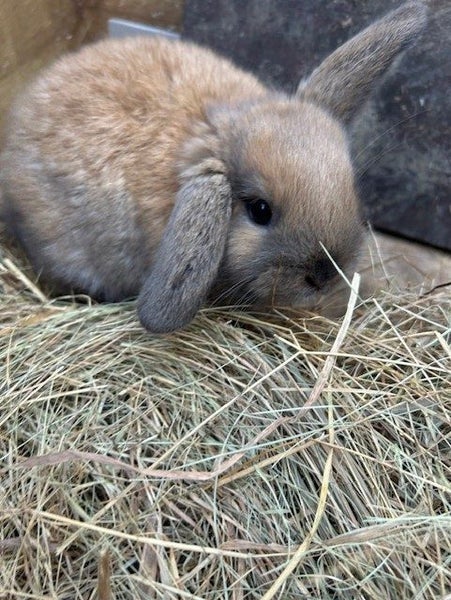purebred Baby minilop rabbits Carousel 2