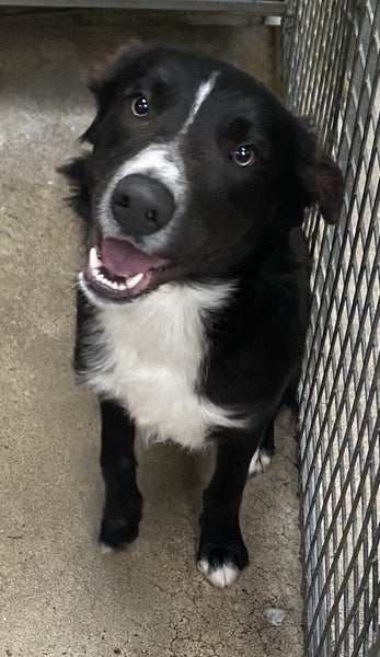Collie needing a fun home Carousel 1