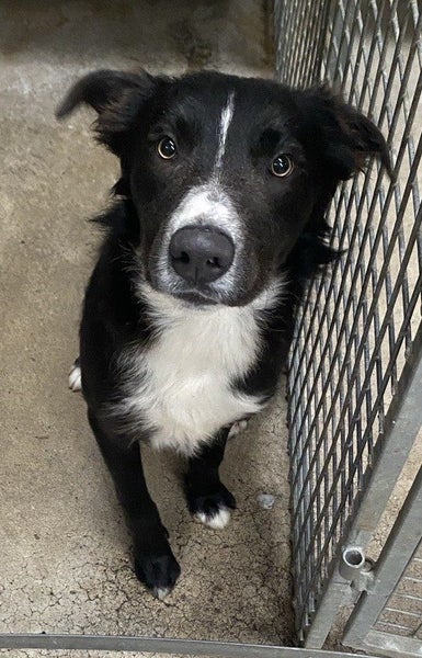 Collie needing a fun home Carousel 2