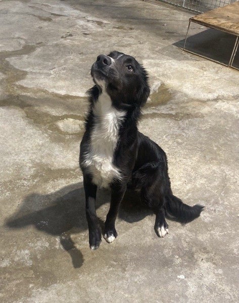 Collie needing a fun home Carousel 3