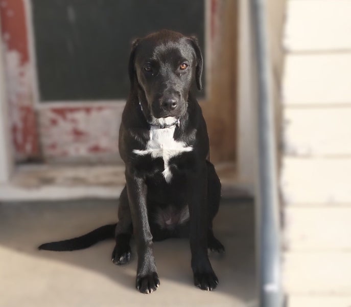 Cole (Ellie's Canine Rescue & Rehome) Carousel 1