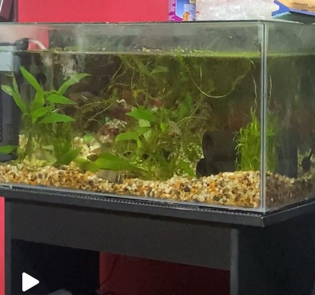 Fish Tank & Stand 65l Carousel 2