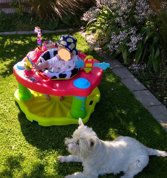 Evenflo Exersaucer *$1 reserve ($189 RRP)* Carousel 2