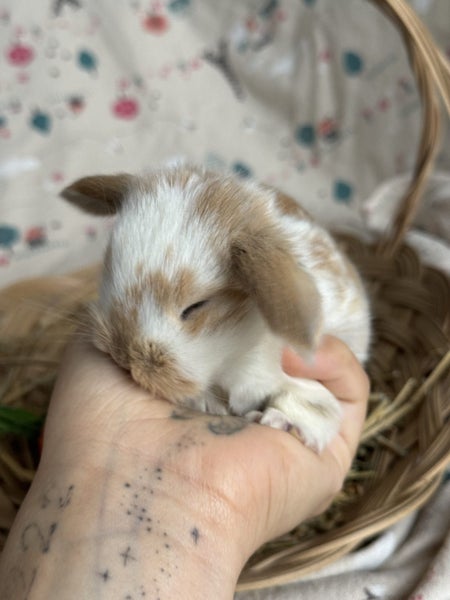 **Trained Mini Lop Bunny Rabbits & Care Package** Carousel 20