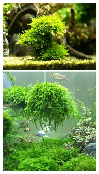 Moss Ball Maker Carousel 5