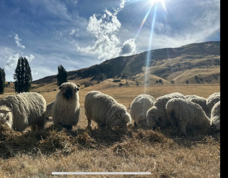Valais black-nose sheep Carousel 1