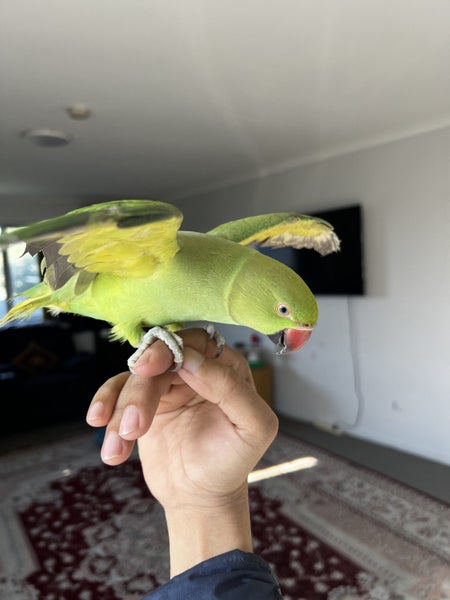 8 months Indian ringneck parrot Carousel 2