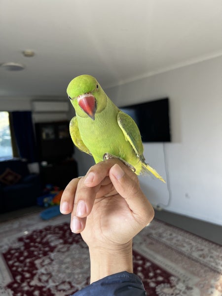 8 months Indian ringneck parrot Carousel 7