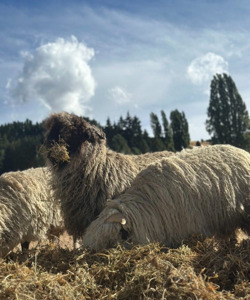 Valais black-nose sheep Carousel 2