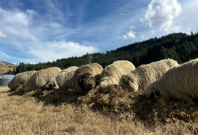 Valais black-nose sheep63617146257283113