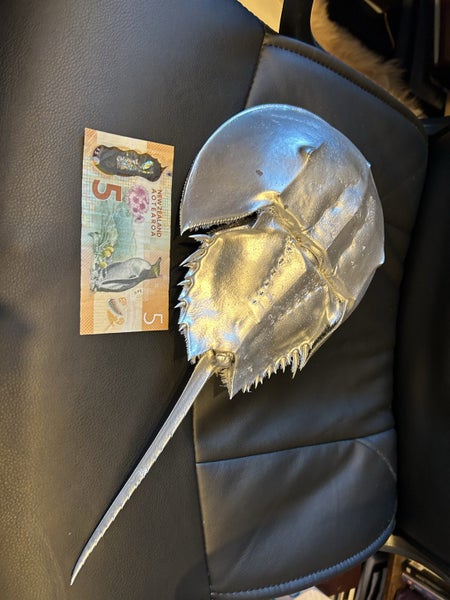Real horseshoe crab, sprayed silver Carousel 2