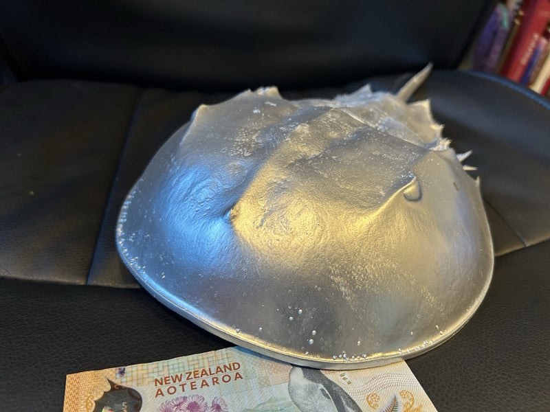 Real horseshoe crab, sprayed silver Carousel 4