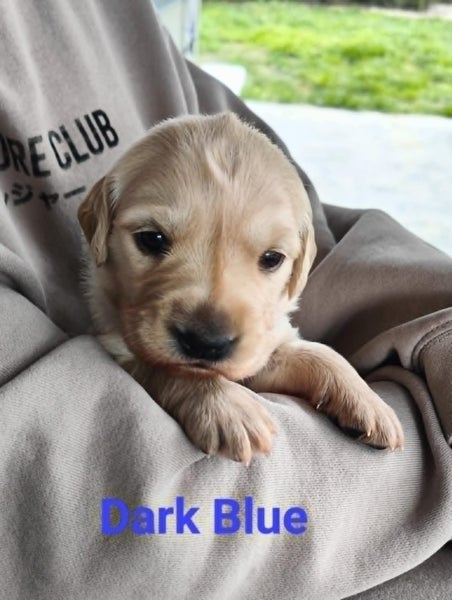 Heart-Melting Golden Retriever Purebred Puppies - Playful & Sweet-Natured!63654997058050114