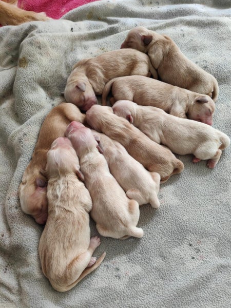 Heart-Melting Golden Retriever Purebred Puppies - Playful & Sweet-Natured!63654997058050111