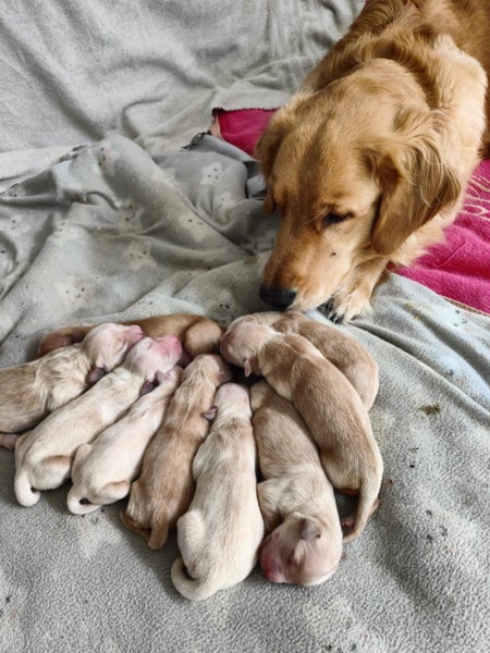 Heart-Melting Golden Retriever Purebred Puppies - Playful & Sweet-Natured!63654997058050112