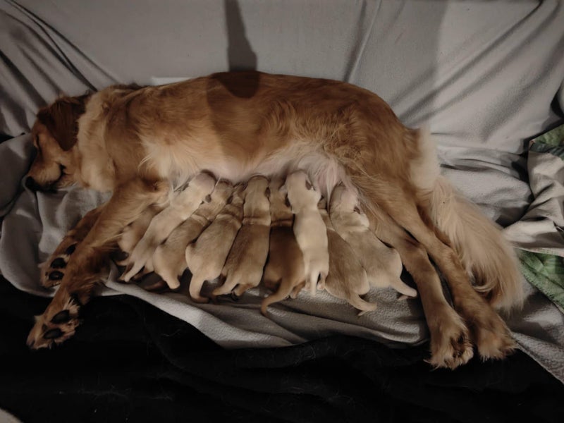 Heart-Melting Golden Retriever Purebred Puppies - Playful & Sweet-Natured!63654997058050110