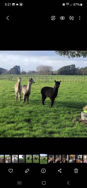 3x Alpacas Carousel 1