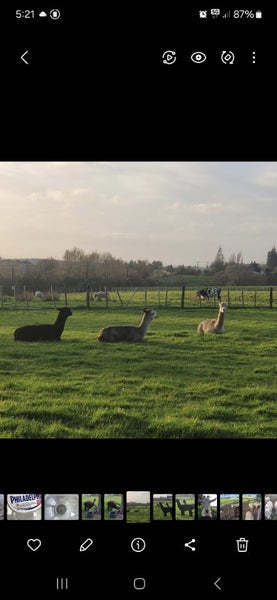 3x Alpacas Carousel 2