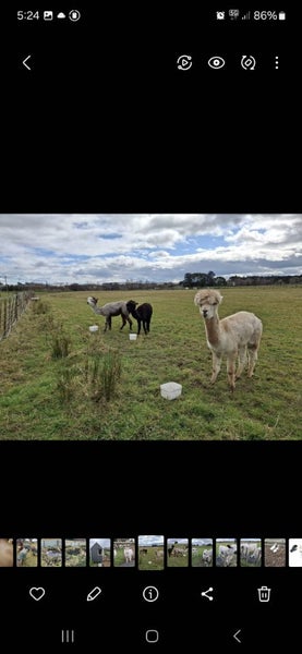 3x Alpacas Carousel 3