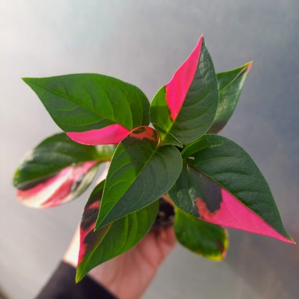 Alternanthera ficoidea 'Partytime' plant | 7cm Nursery Pot Carousel 1