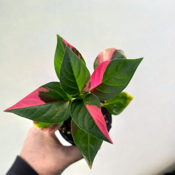 Alternanthera ficoidea 'Partytime' plant | 7cm Nursery Pot Carousel 5