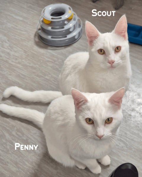 Animal Care Turangi - PENNY & SCOUT Carousel 1