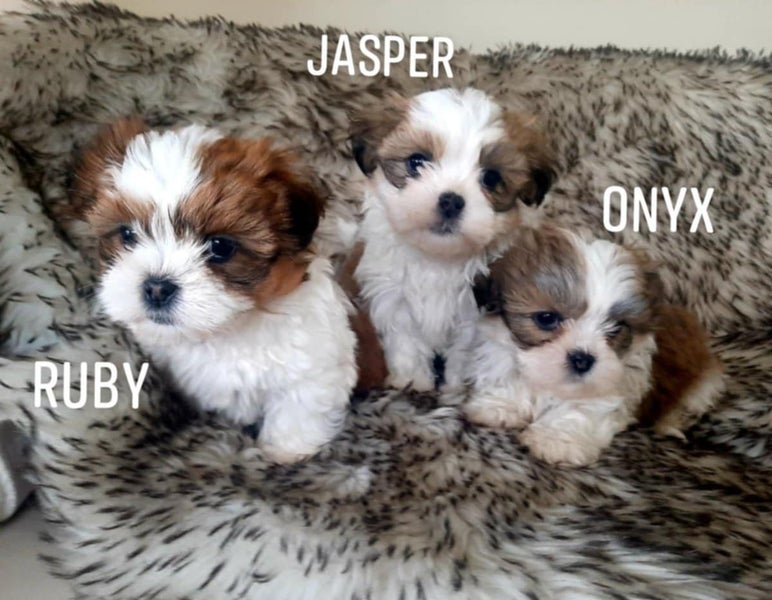Cutest Maltese Shih-tzu puppies Carousel 1