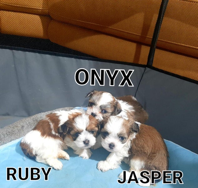 Cutest Maltese Shih-tzu puppies Carousel 6