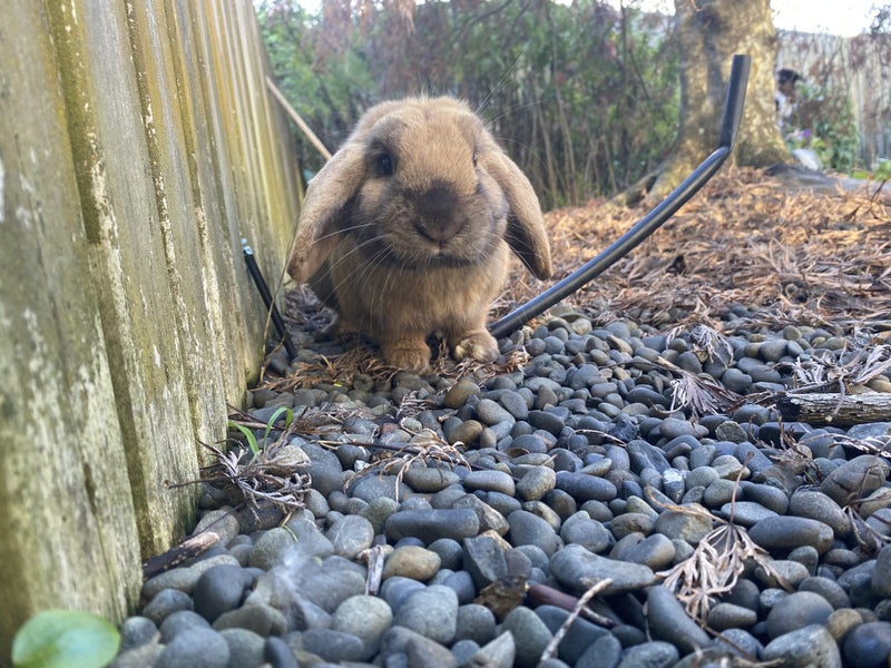 Pure Breed Mini Lop Bunnys Carousel 12
