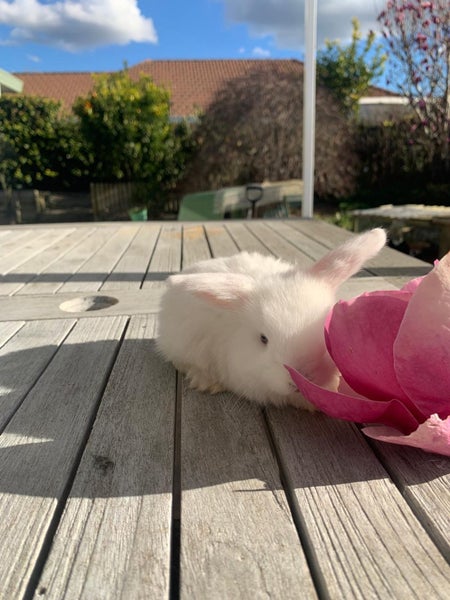 Pure Breed Mini Lop Bunnys Carousel 1