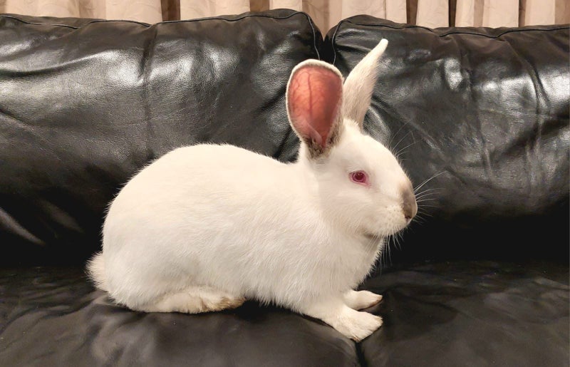 Gorgeous Purebred Flemish Giant Carousel 1