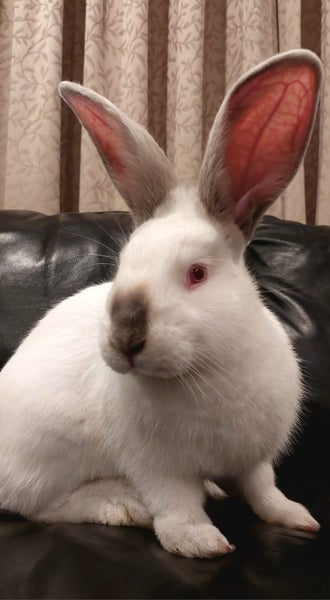 Gorgeous Purebred Flemish Giant Carousel 2