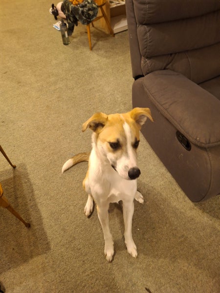 Energetic 1yr old Whippet Cross Carousel 2