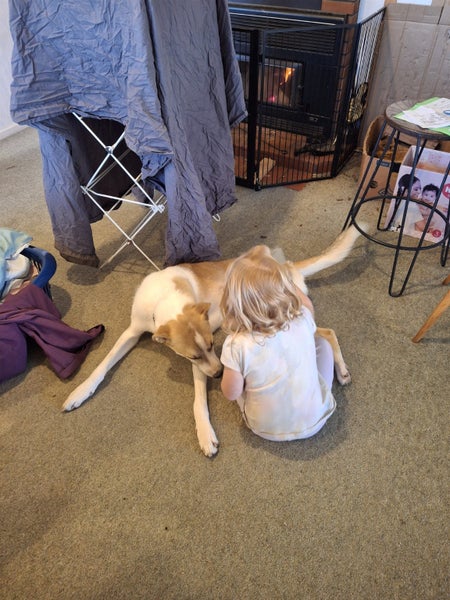 Energetic 1yr old Whippet Cross Carousel 5